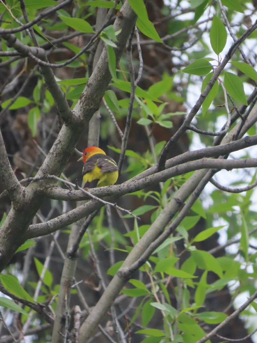 Western Tanager - ML619775994