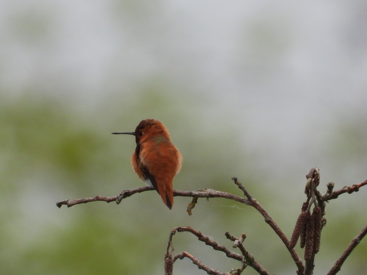 Rufous Hummingbird - ML619775998