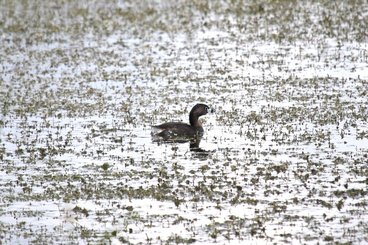 Pied-billed Grebe - ML619776038