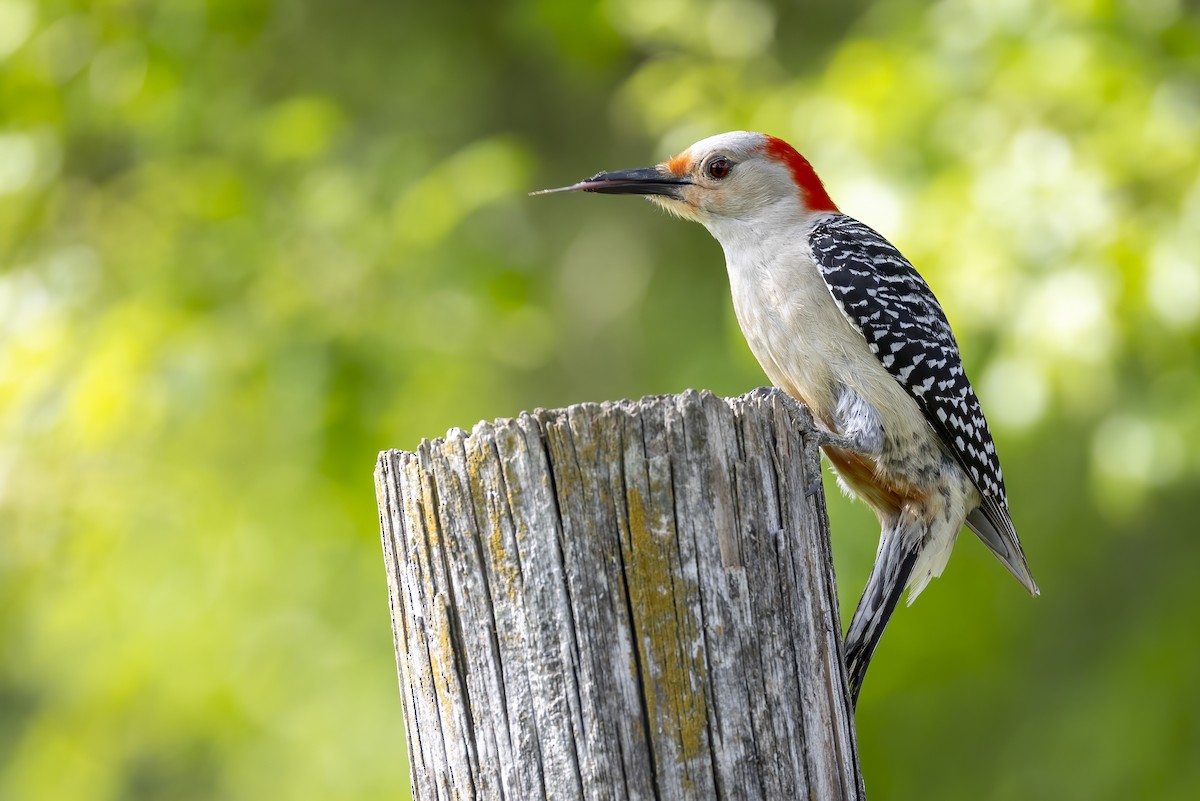 Red-bellied Woodpecker - ML619776097