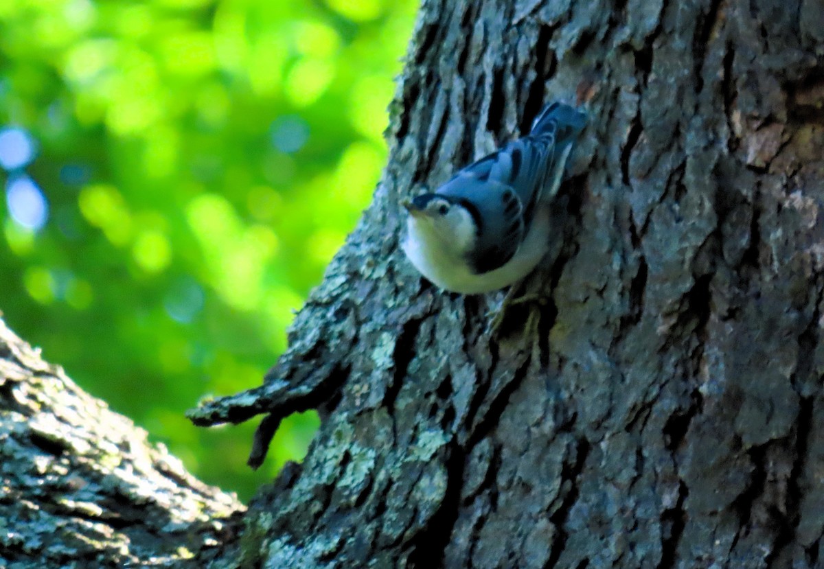 White-breasted Nuthatch - ML619776239