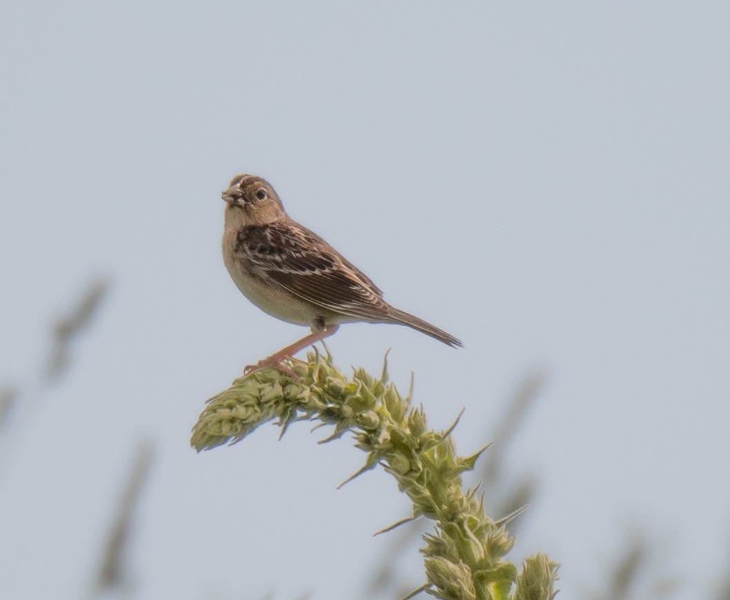Grasshopper Sparrow - ML619776311