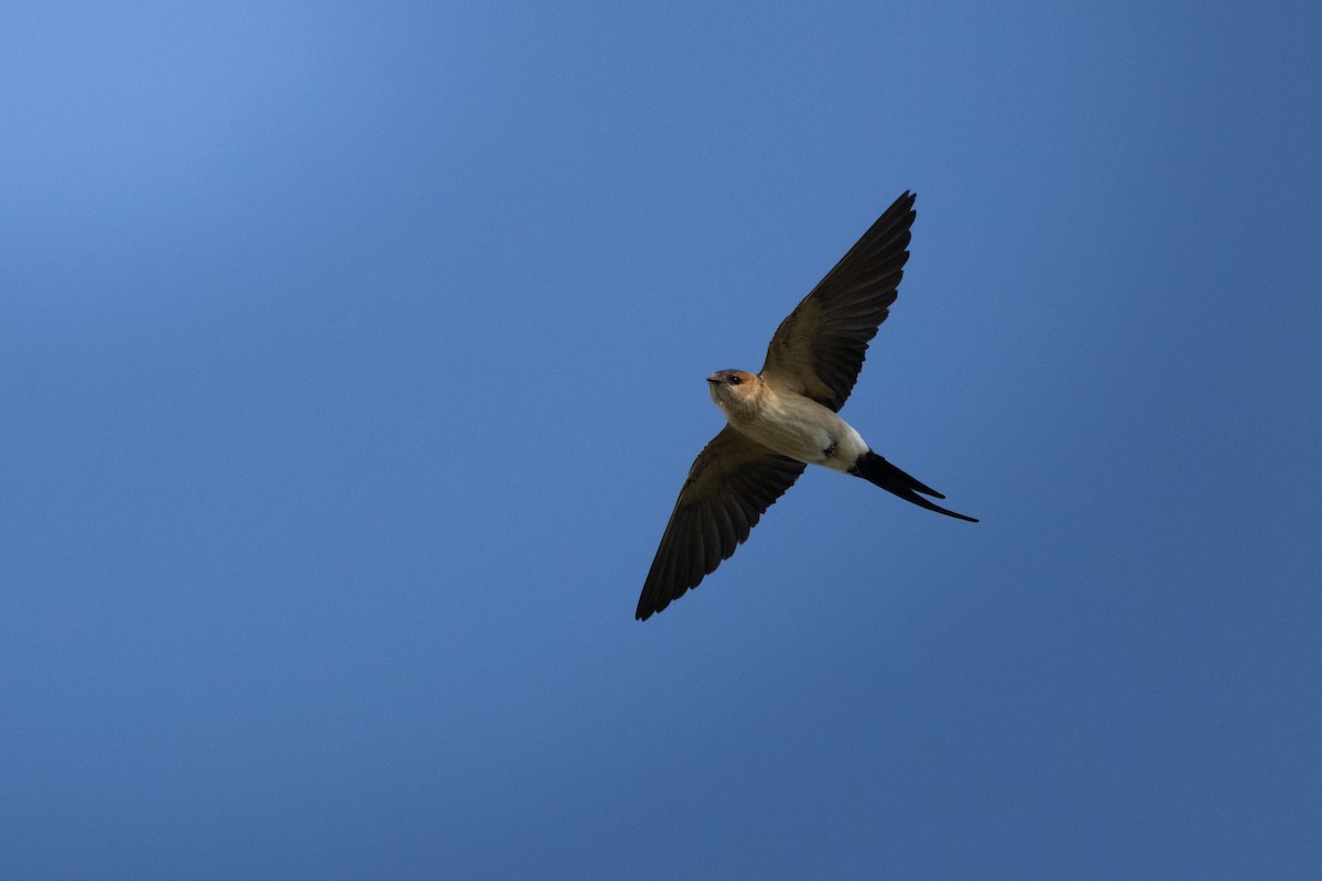 Red-rumped Swallow - ML619776345