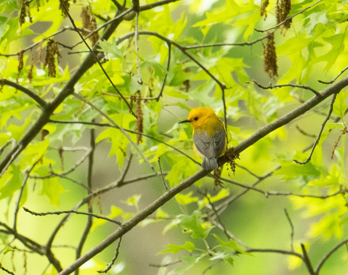 Prothonotary Warbler - ML619776390