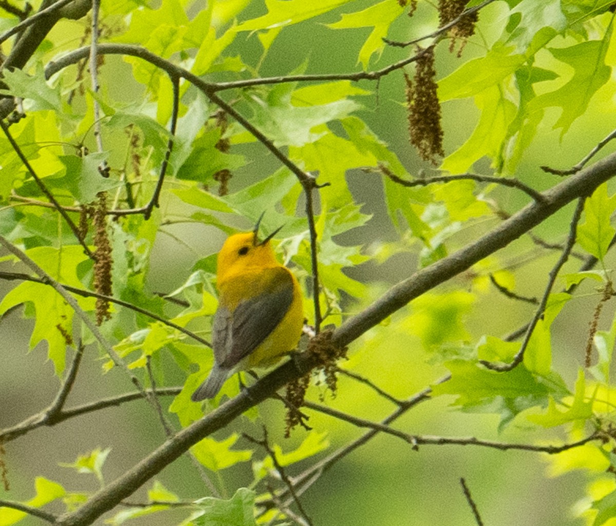 Prothonotary Warbler - ML619776391