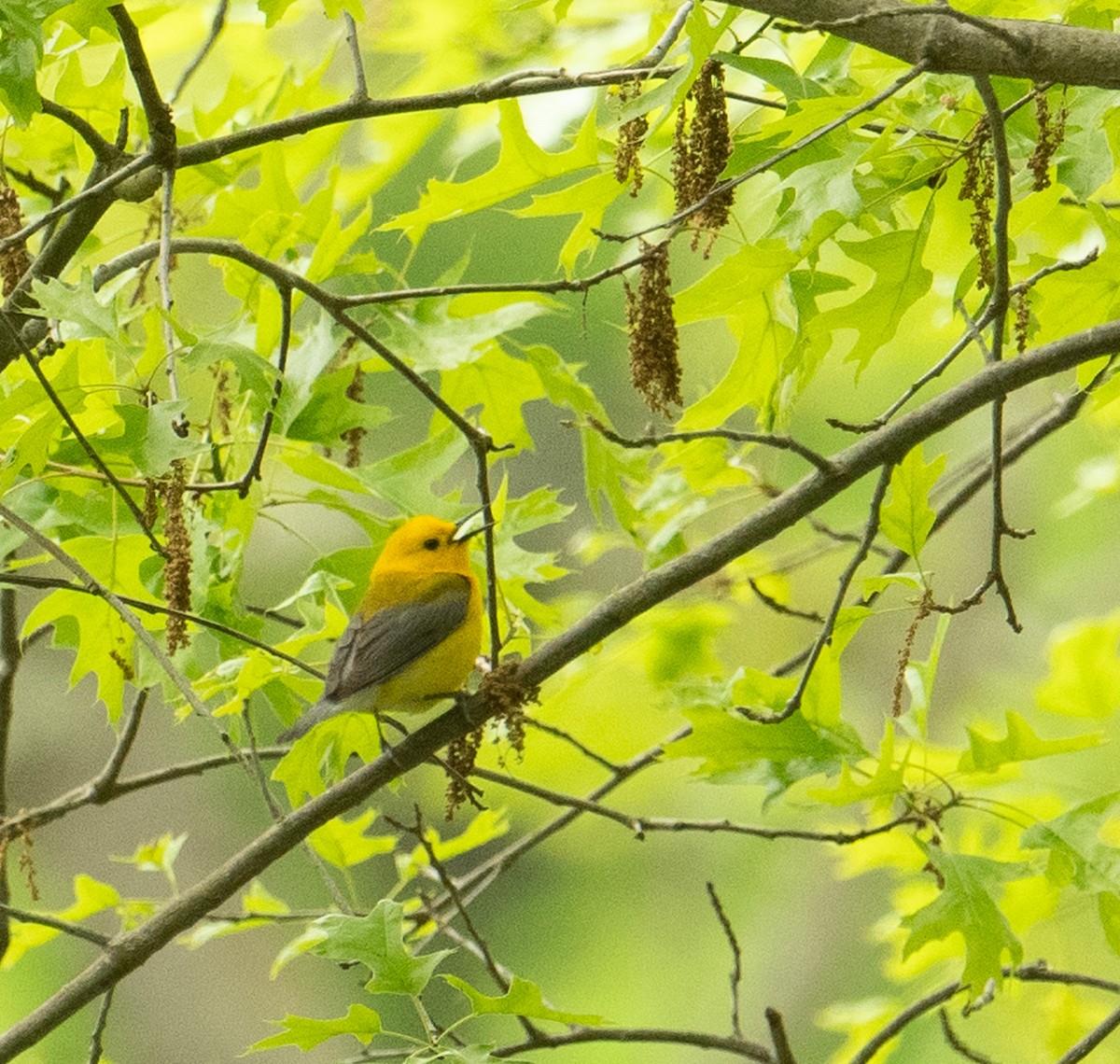 Prothonotary Warbler - ML619776392