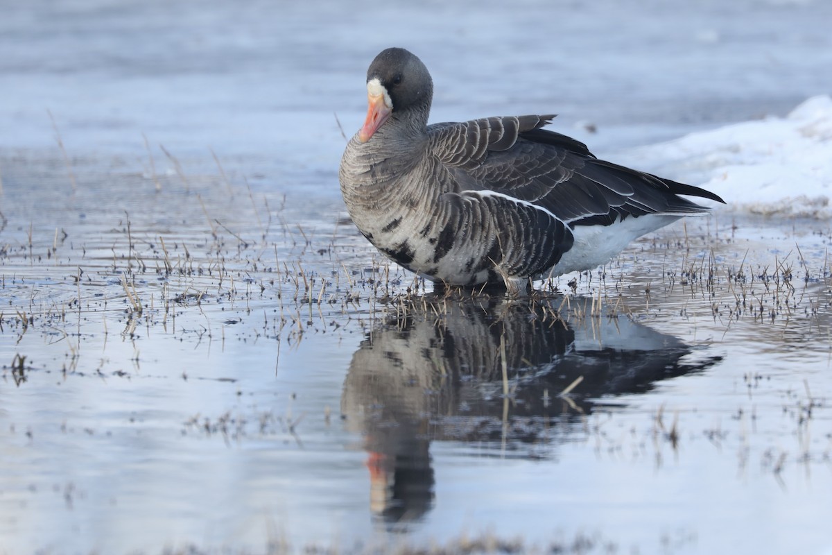 Greater White-fronted Goose - ML619776424