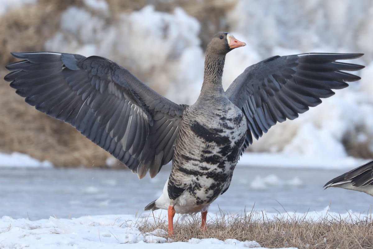 Greater White-fronted Goose - ML619776428