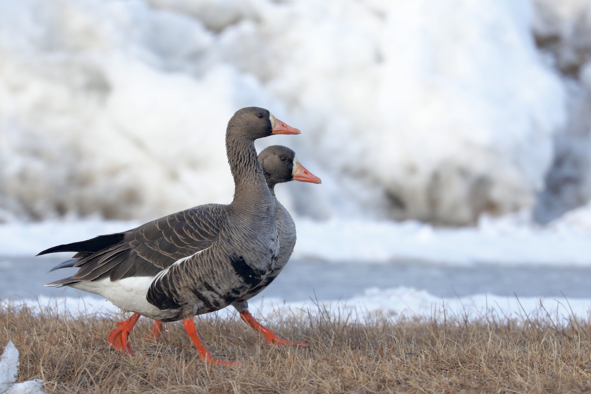 Greater White-fronted Goose - ML619776431