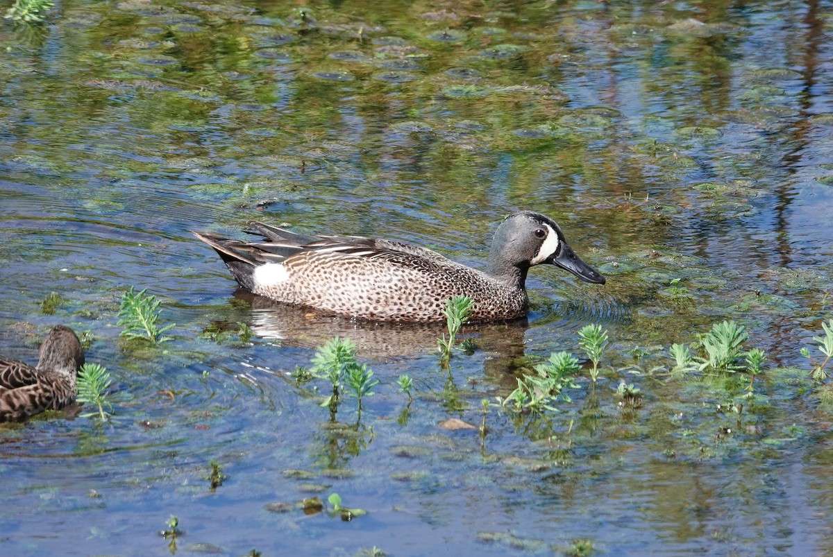 Blue-winged Teal - ML619776475