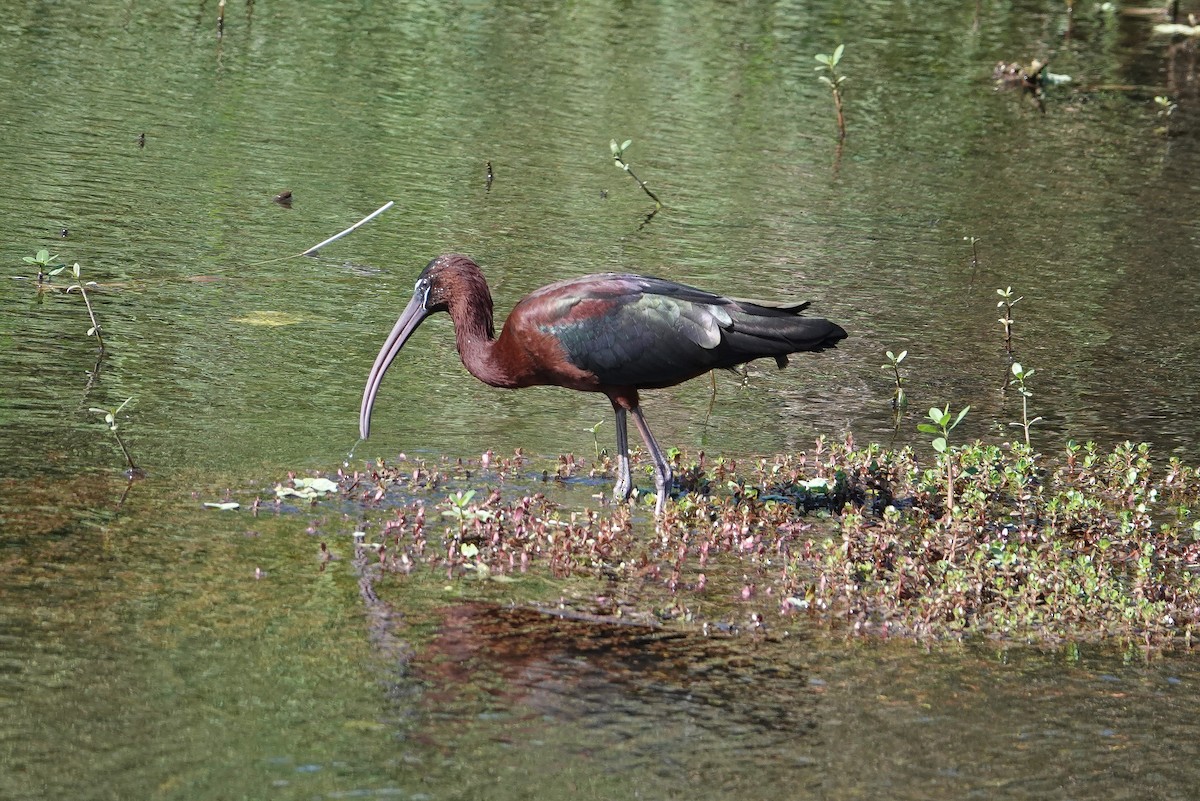 ibis hnědý - ML619776572