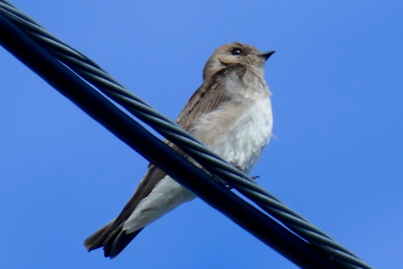 Northern Rough-winged Swallow - ML619776665