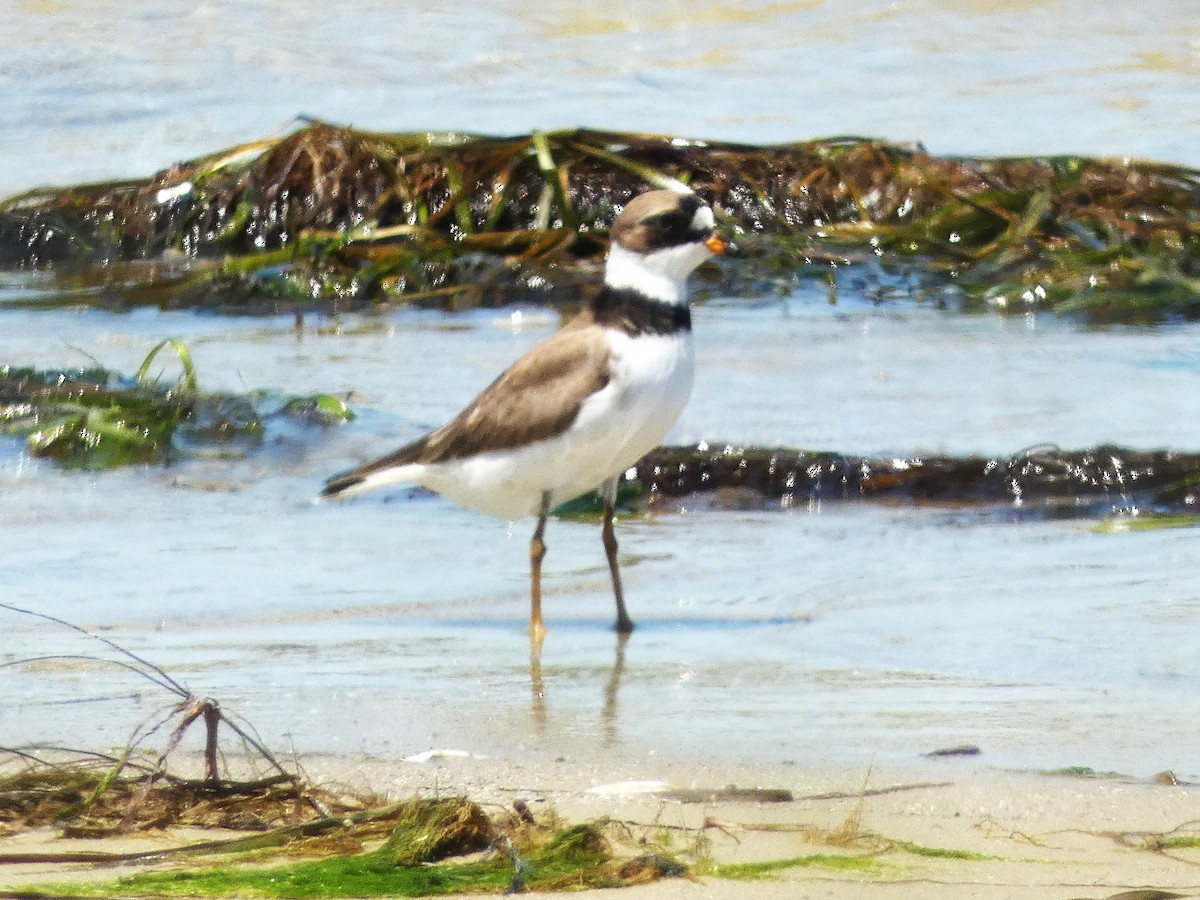 Semipalmated Plover - ML619776690