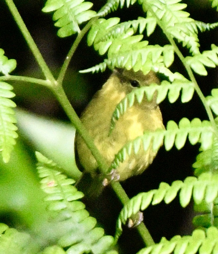 Orange-crowned Warbler - ML619776753