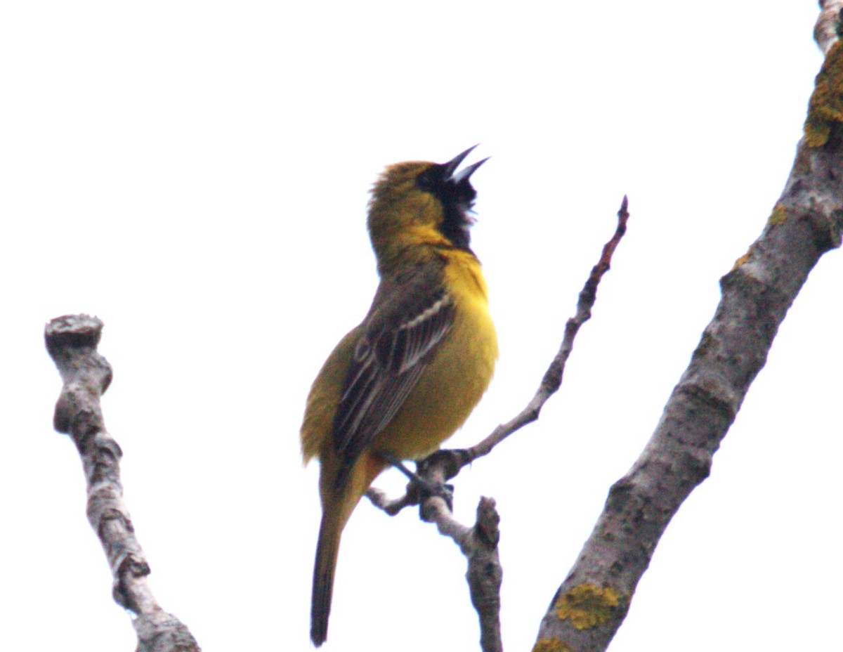 Orchard Oriole - ML619776781