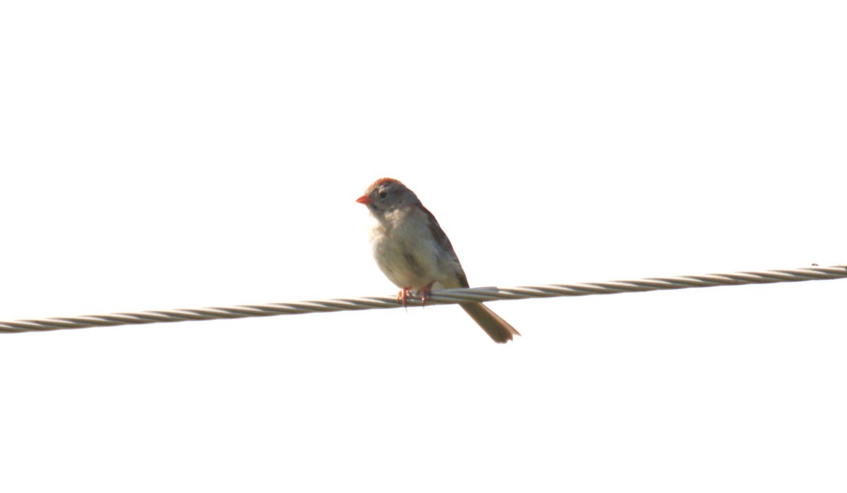 Field Sparrow - ML619776826