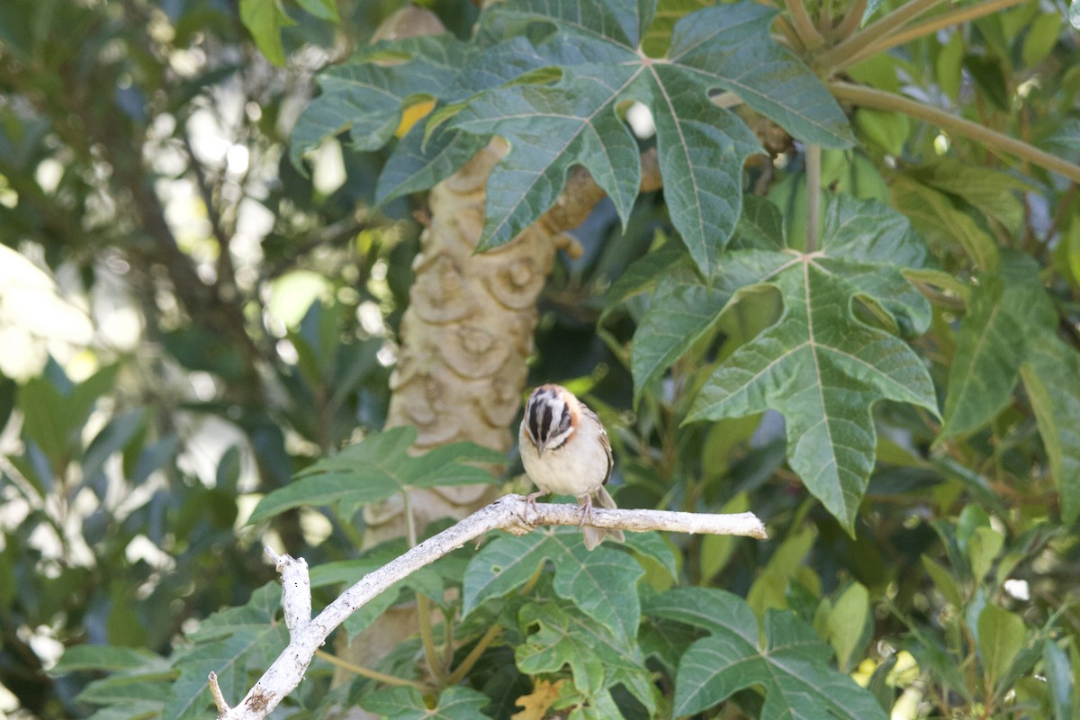 Rufous-collared Sparrow - ML619776850