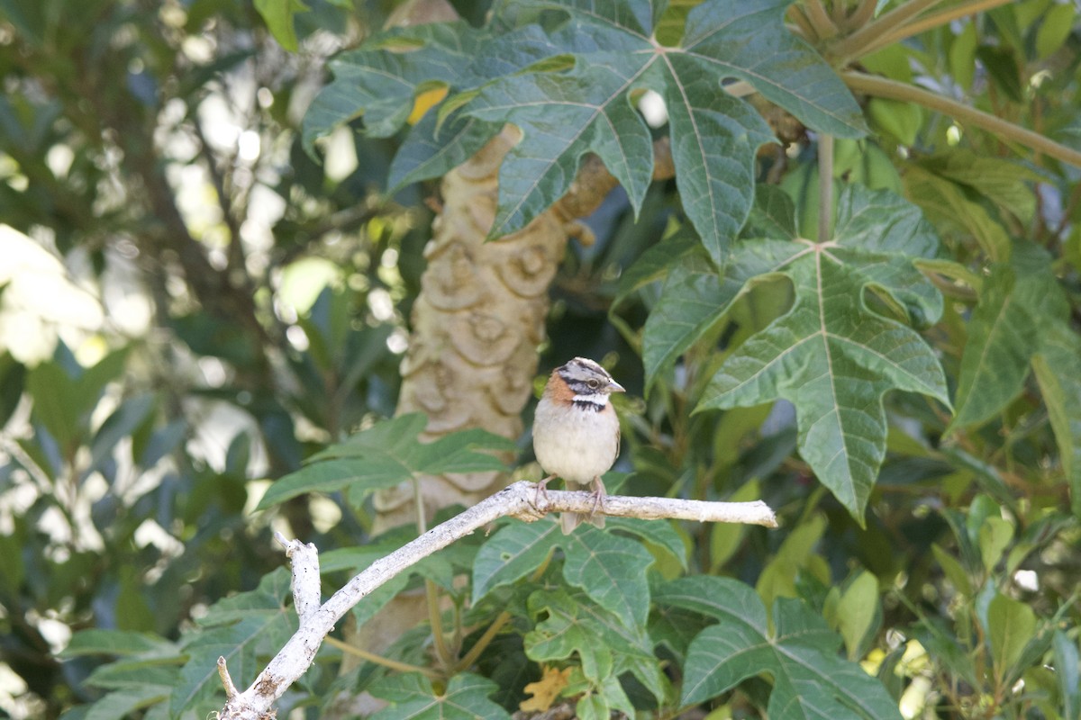 Rufous-collared Sparrow - ML619776851