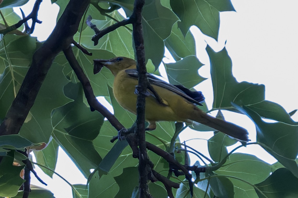 Orchard Oriole - ML619776932