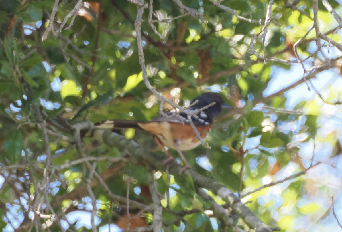 Spotted Towhee - ML619776951