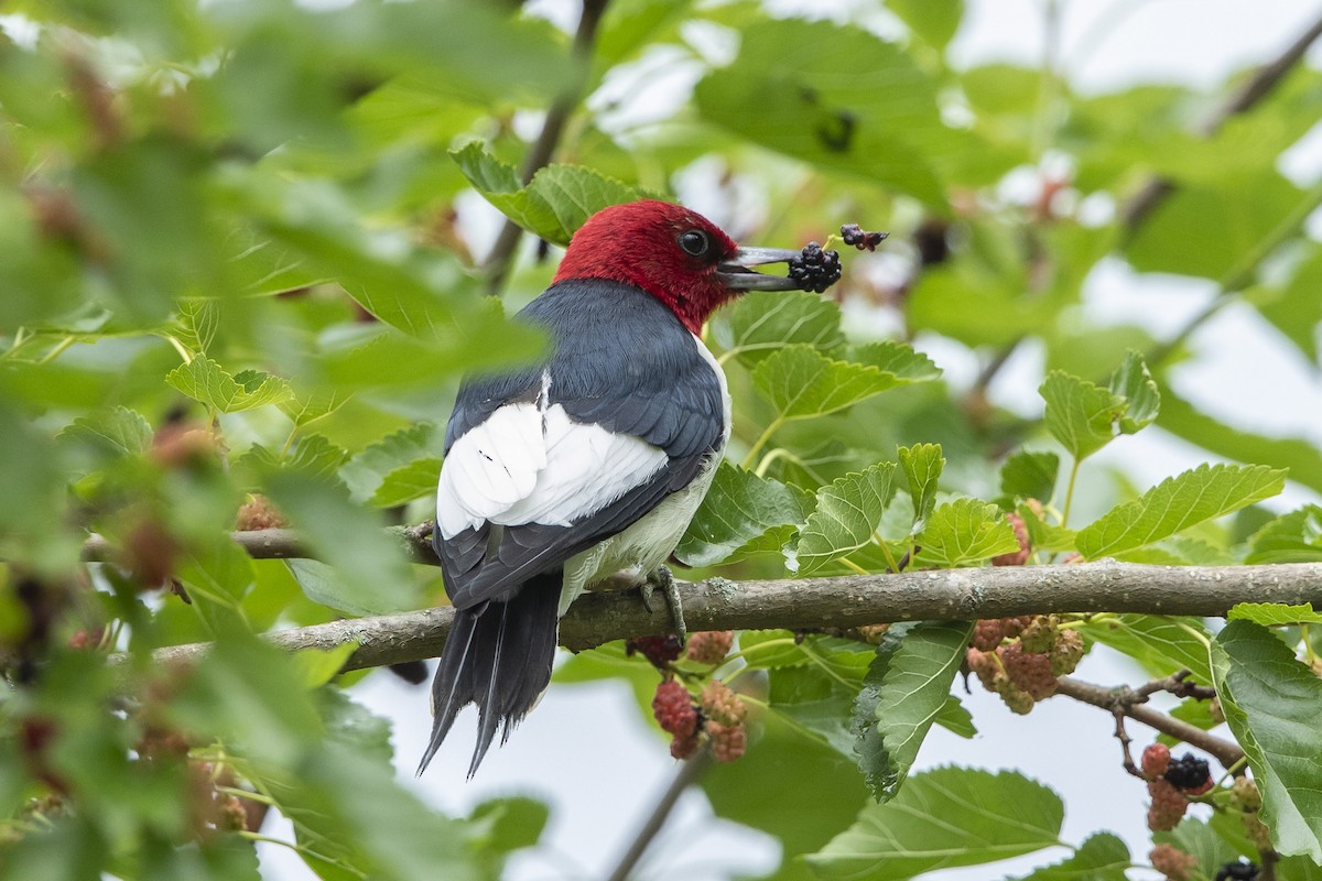 Red-headed Woodpecker - ML619776956
