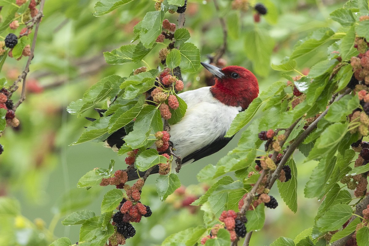 Red-headed Woodpecker - ML619776957
