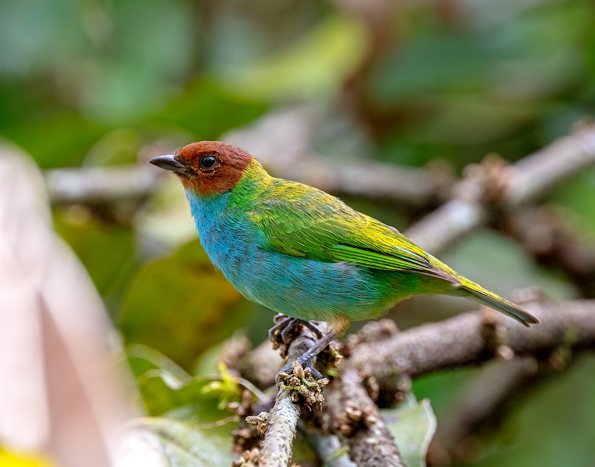 Bay-headed Tanager - ML619776964