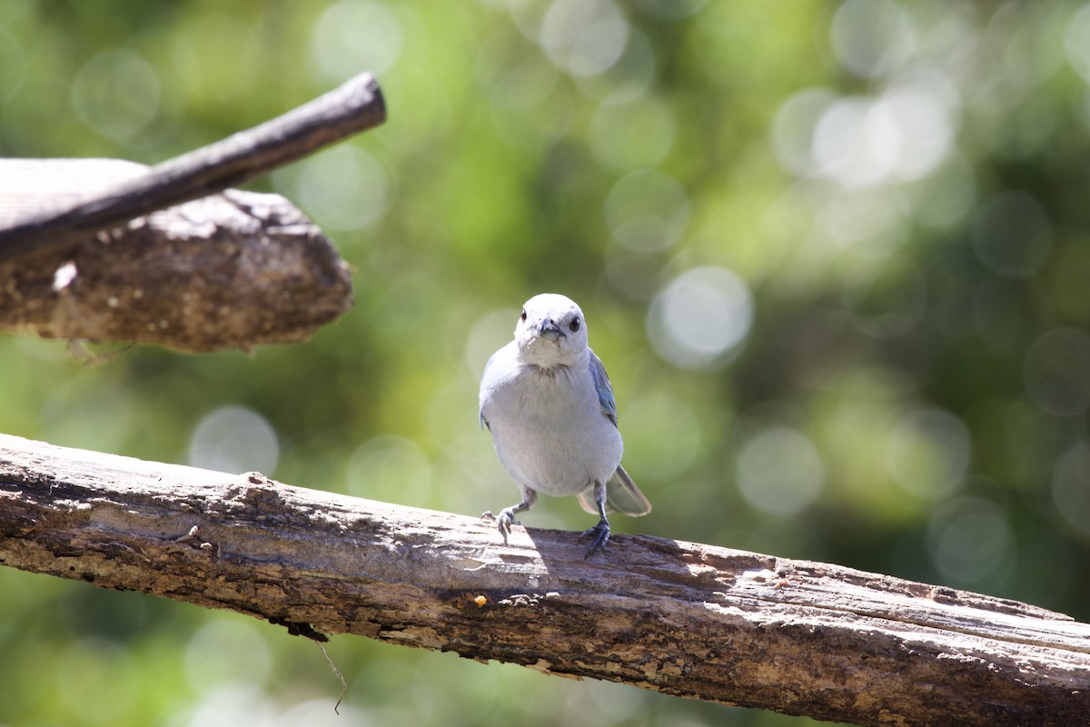 Blue-gray Tanager - ML619776985