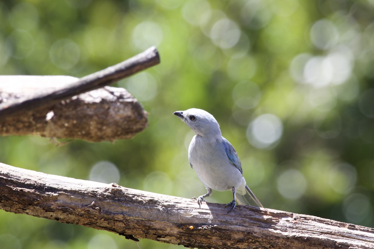 Blue-gray Tanager - ML619776986