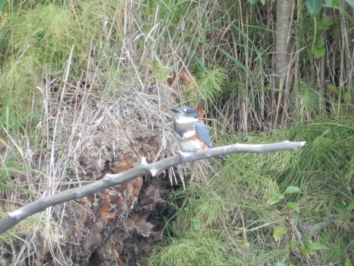 Belted Kingfisher - ML619776991
