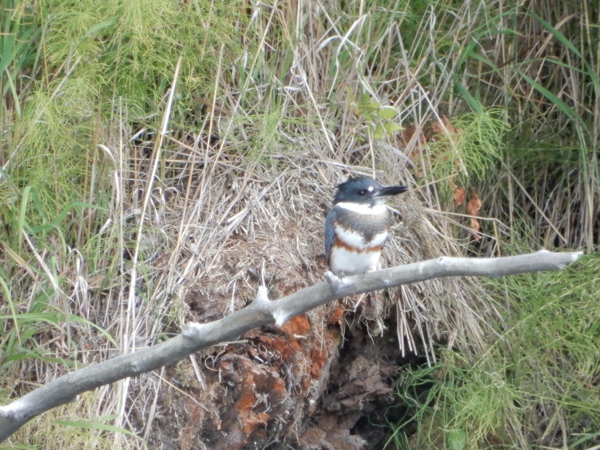 Belted Kingfisher - ML619776993