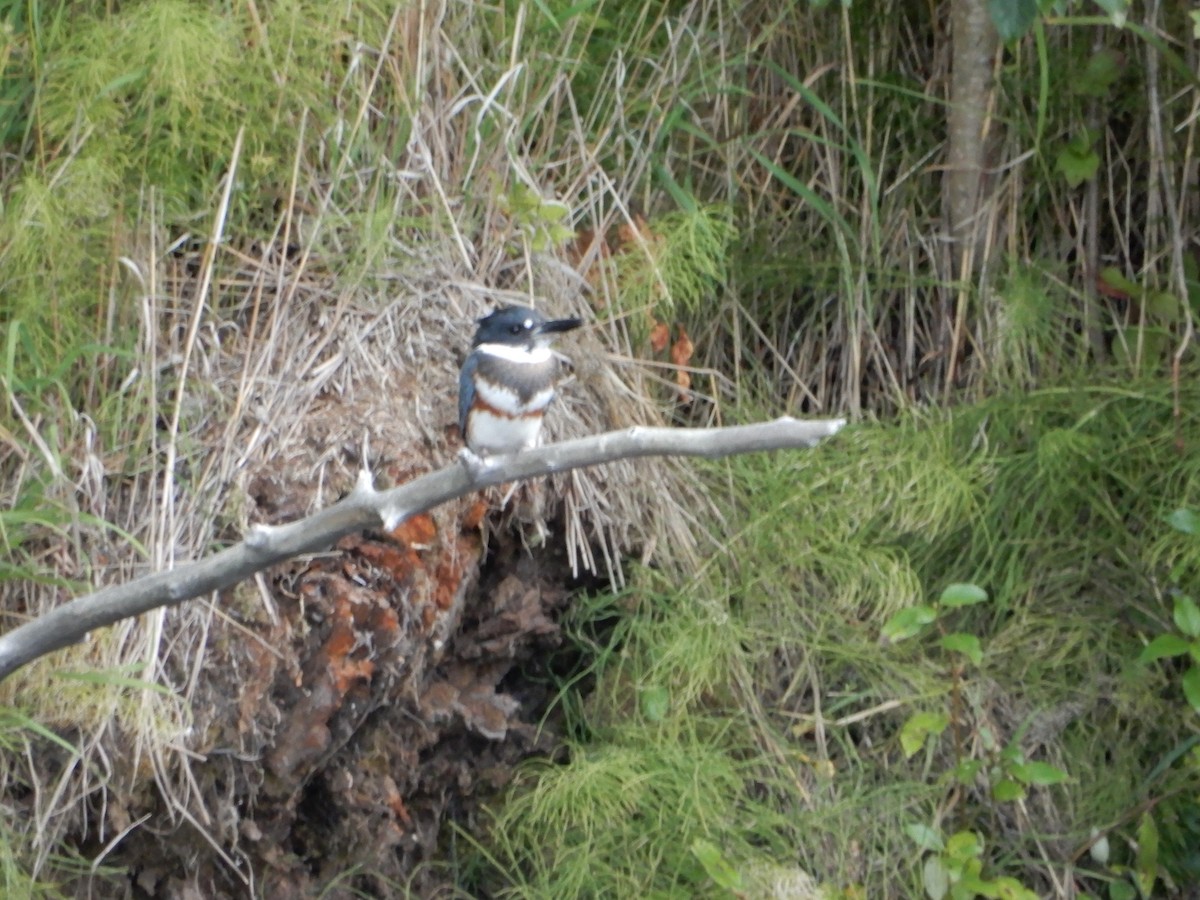 Belted Kingfisher - ML619776994