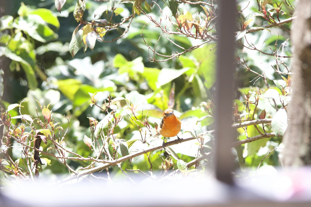 Flame-colored Tanager - ML619777028