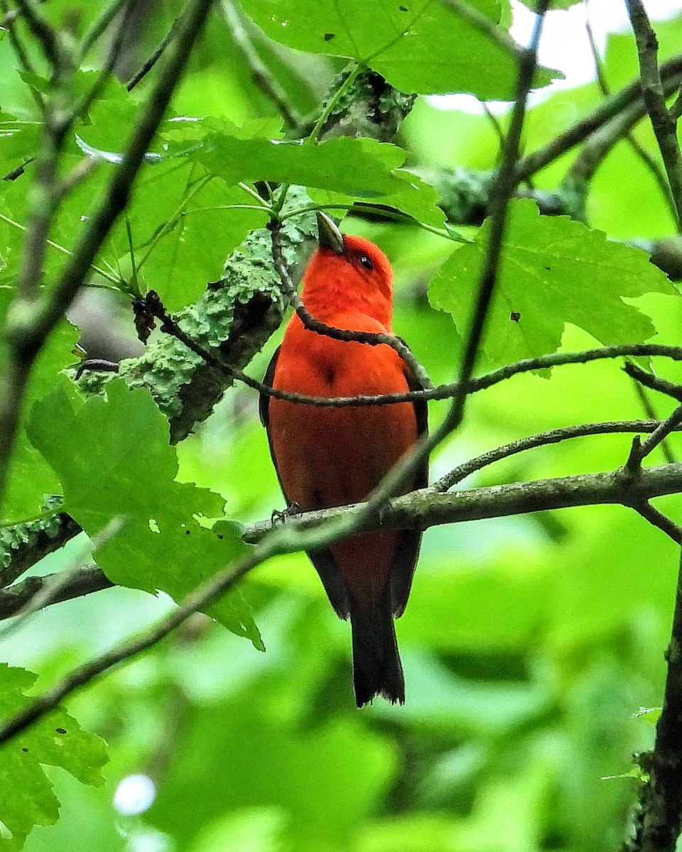 Scarlet Tanager - ML619777068