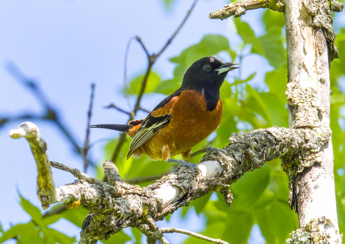 Orchard Oriole - ML619777110