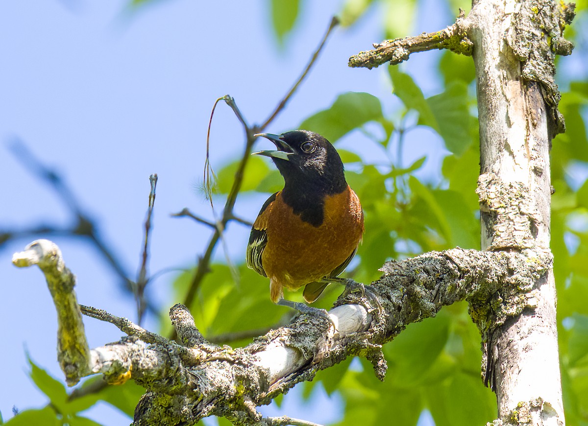 Orchard Oriole - ML619777121