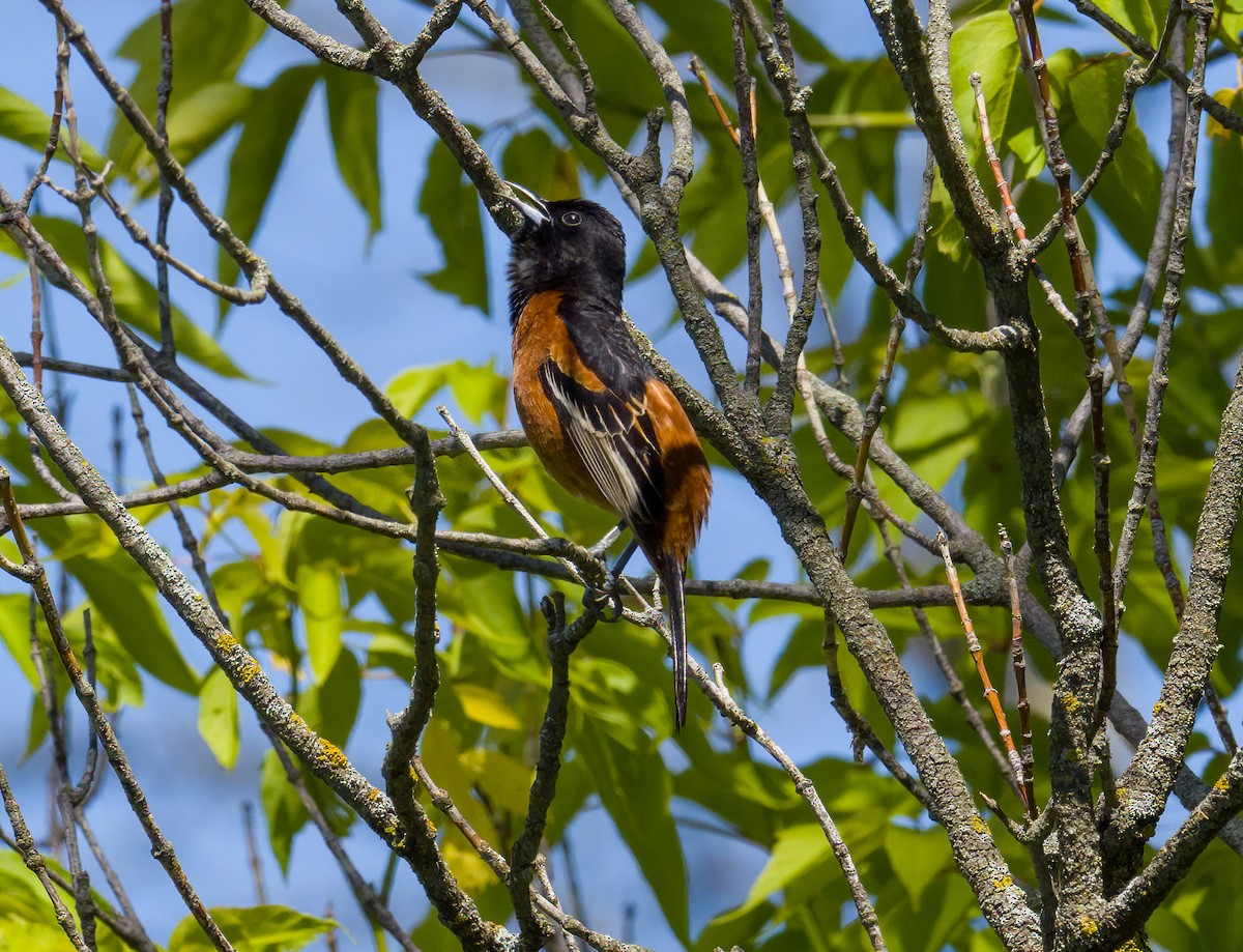 Orchard Oriole - ML619777135