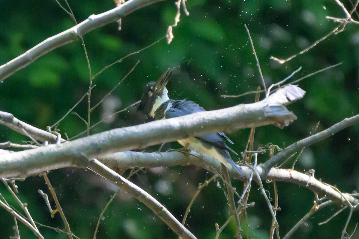 Belted Kingfisher - ML619777283