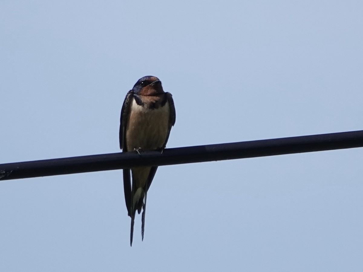 Barn Swallow - ML619777404