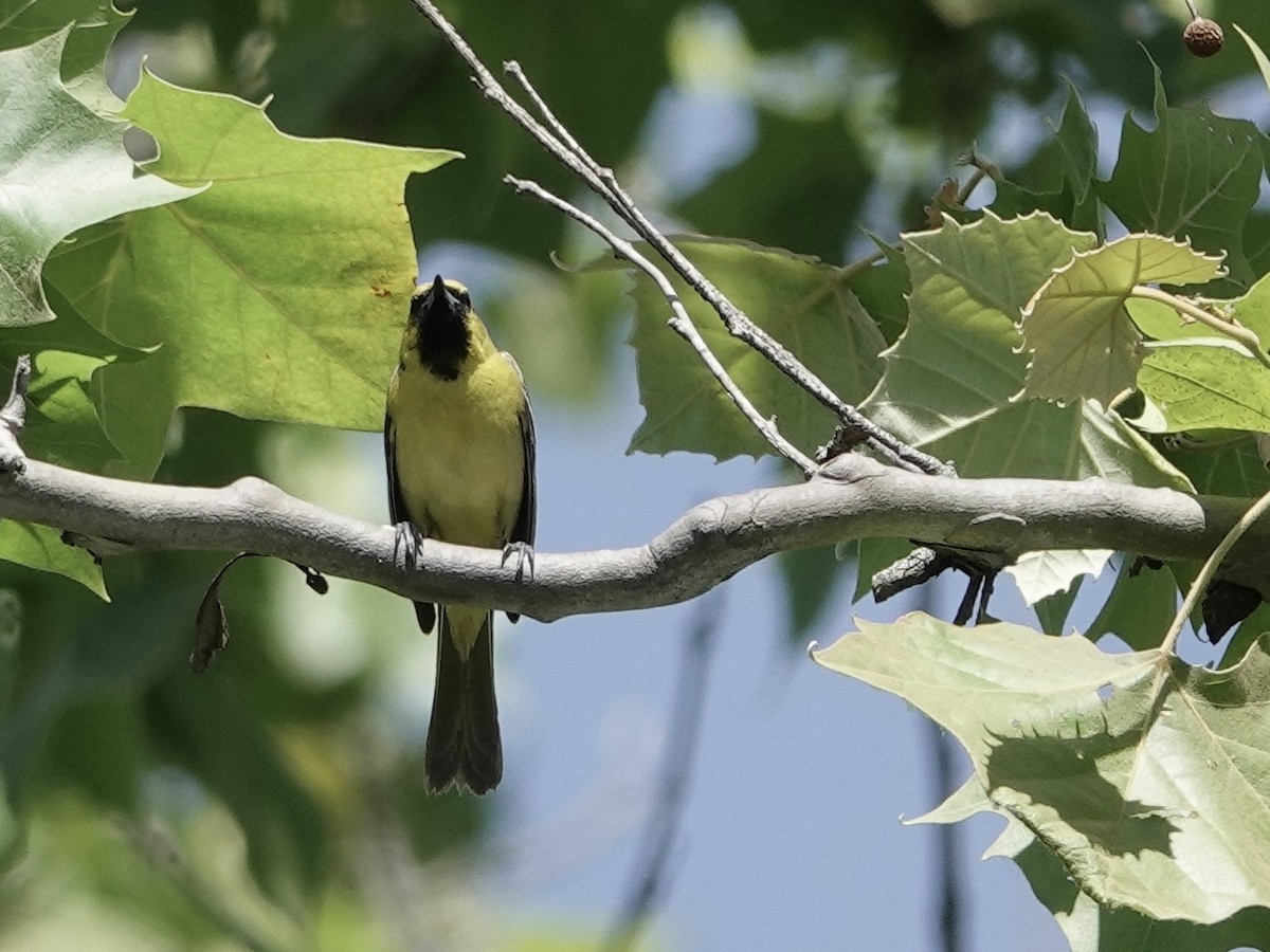 Orchard Oriole - ML619777441