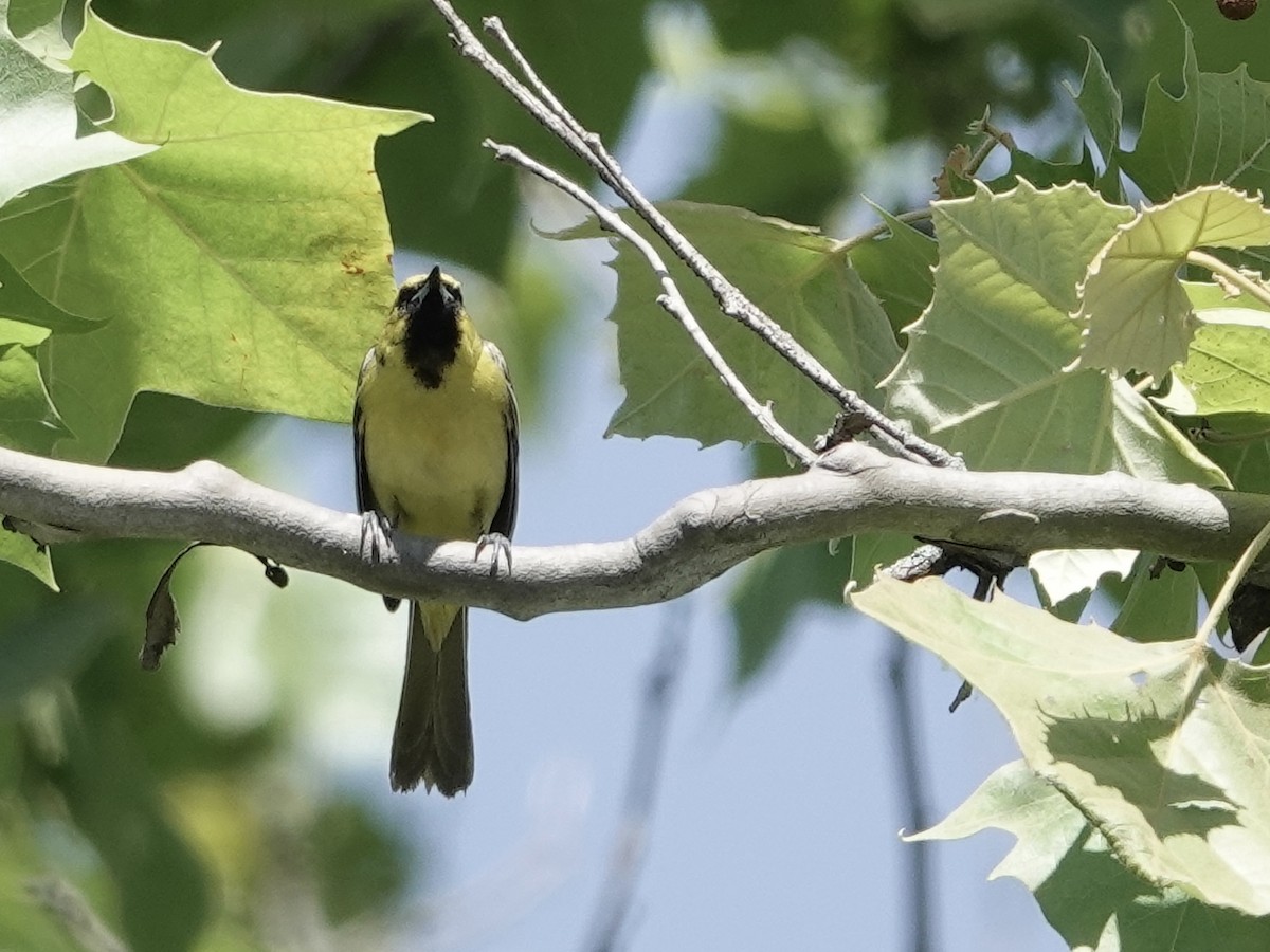 Orchard Oriole - ML619777442