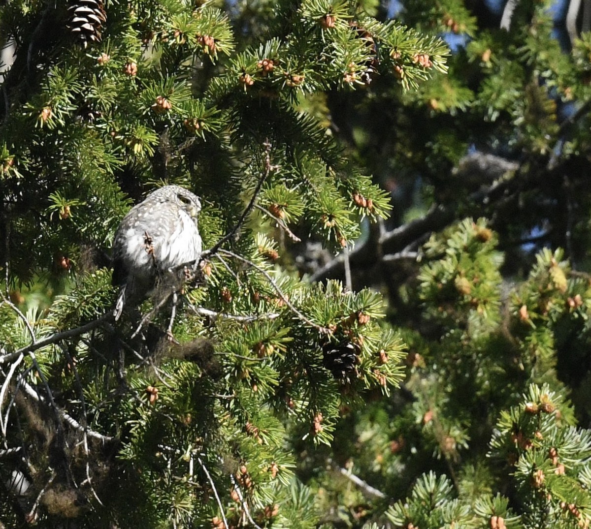 Northern Pygmy-Owl - ML619777549