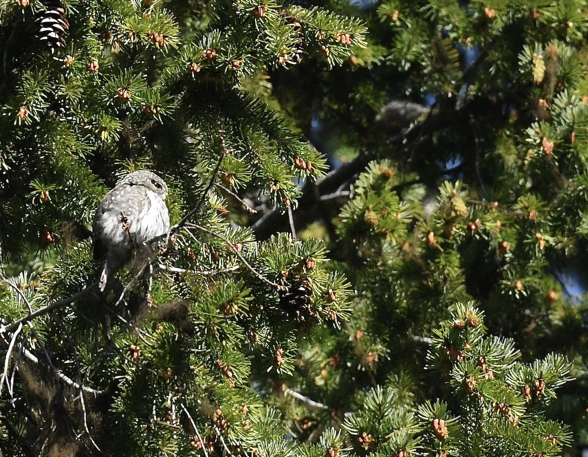 Northern Pygmy-Owl - ML619777550