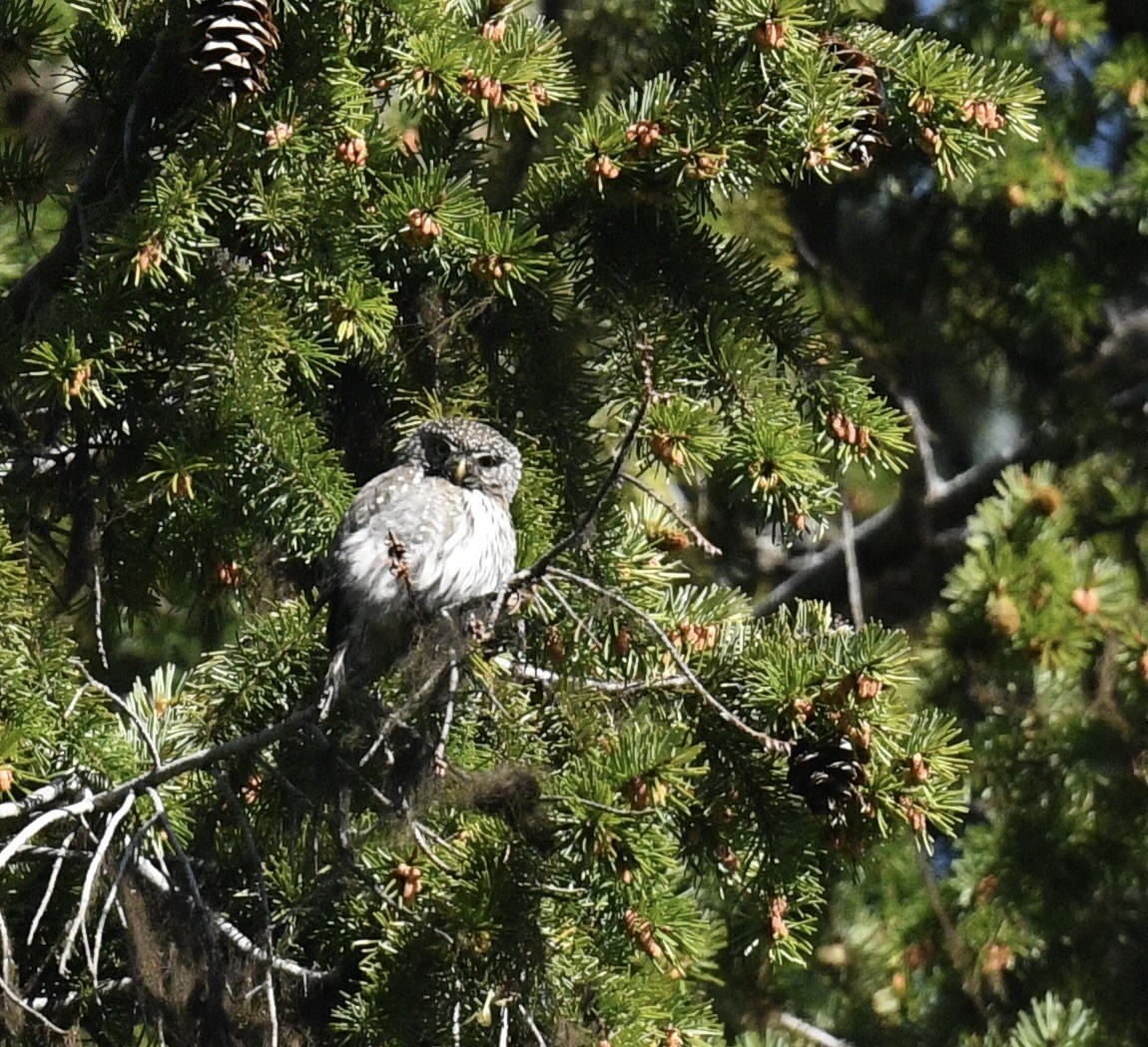 Northern Pygmy-Owl - ML619777551