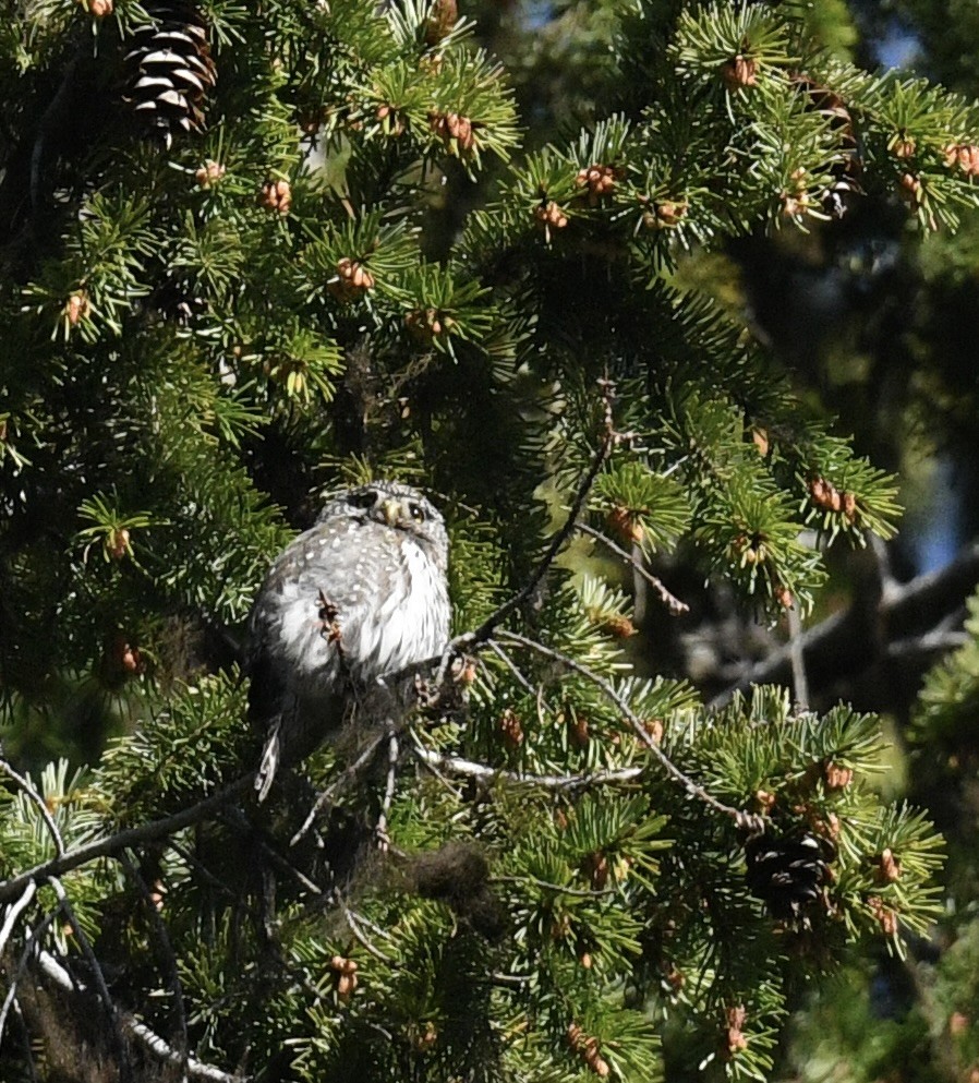 Northern Pygmy-Owl - ML619777552