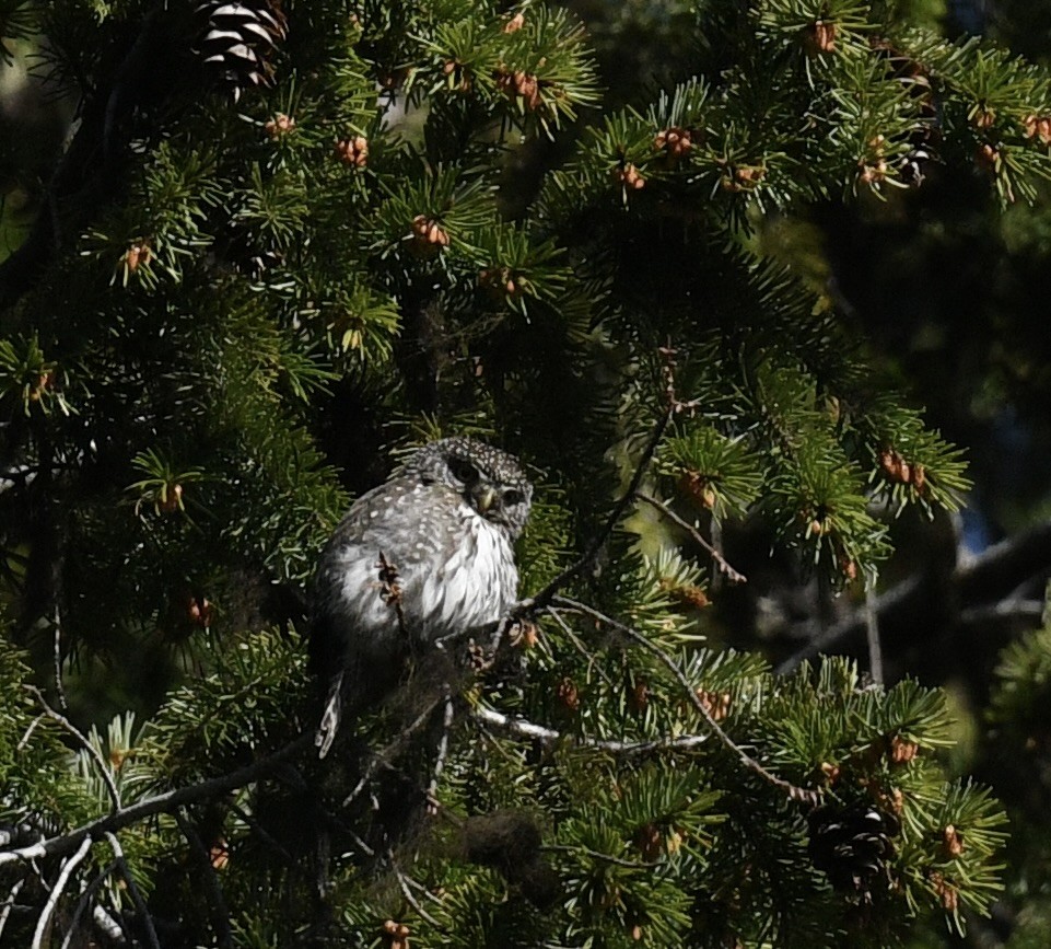 Northern Pygmy-Owl - ML619777553