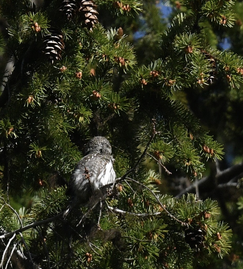 Northern Pygmy-Owl - ML619777554