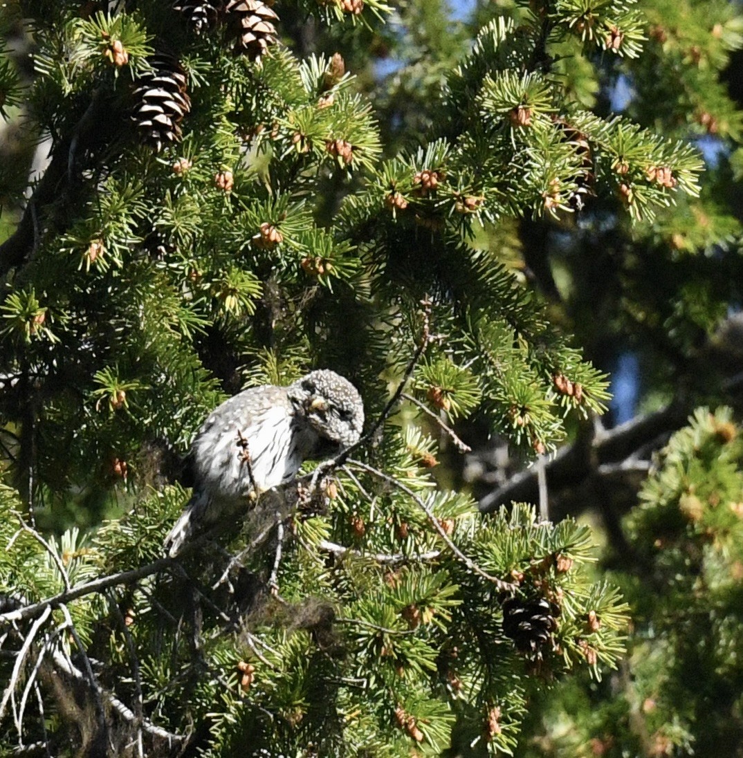 Northern Pygmy-Owl - ML619777557