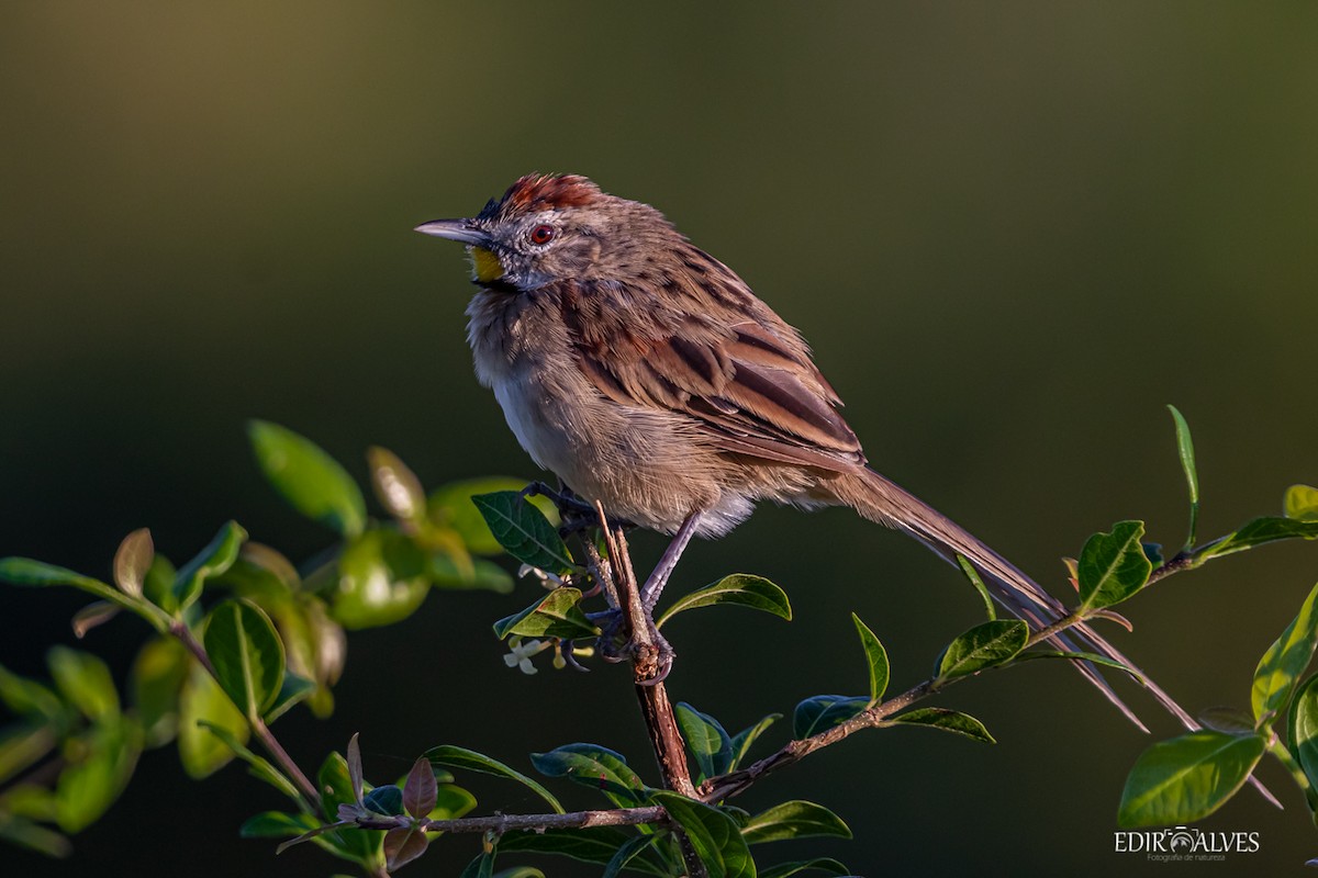 Chotoy Spinetail - ML619777615