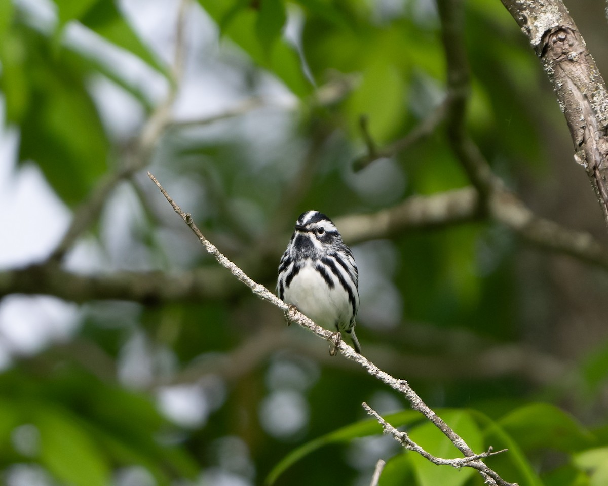 Black-and-white Warbler - ML619777662